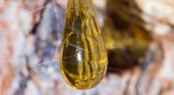 西班牙經濟學家報：樹脂或（huò）成未來新清潔能源