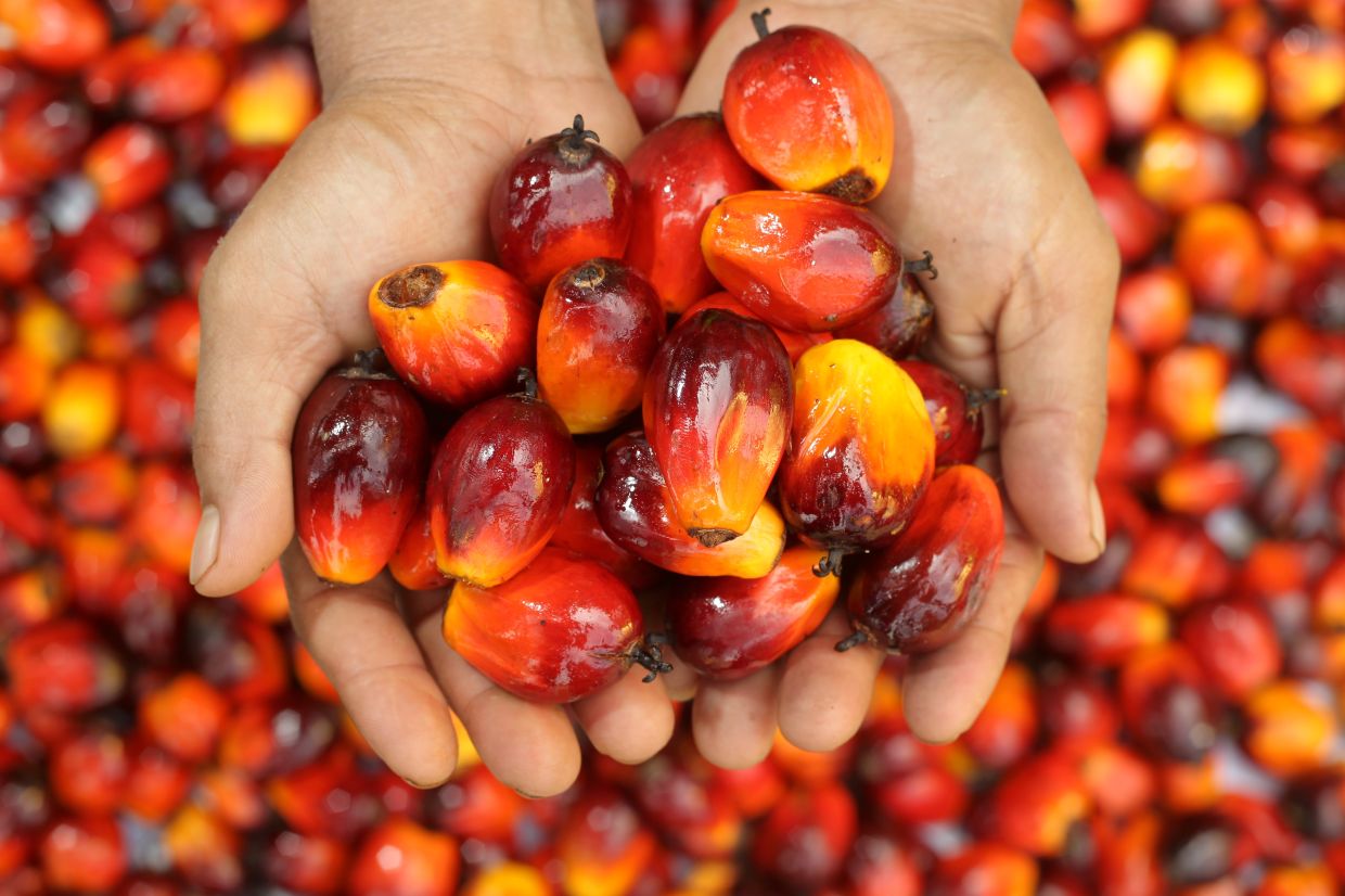 馬來（lái）西亞棕櫚油局研製的環保型生物基多元醇用於聚合物產品（pǐn）