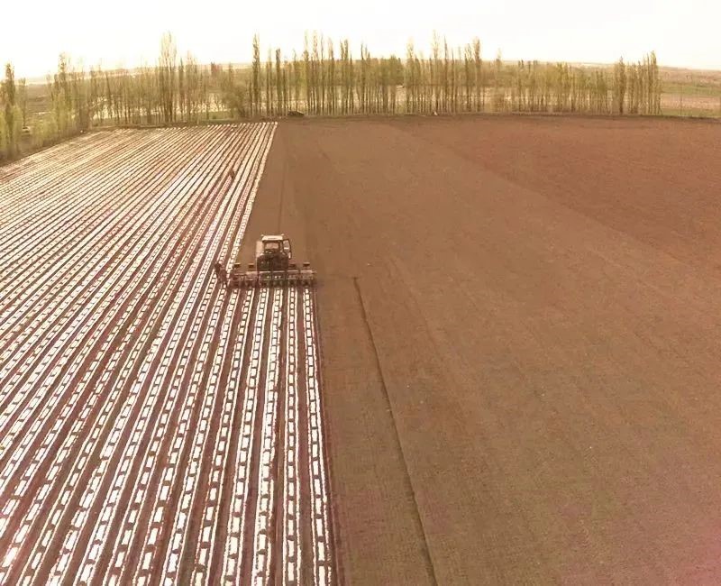 超薄甜菜專用全生物降解地膜（mó）在新疆多地示範推廣