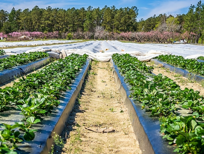 利安（ān）德巴塞爾與（yǔ）AFA Nord合資成立新（xīn）公司，促進二次塑料包裝的（de）循環利用